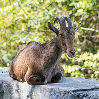 Valparai - Nilgiri tahr